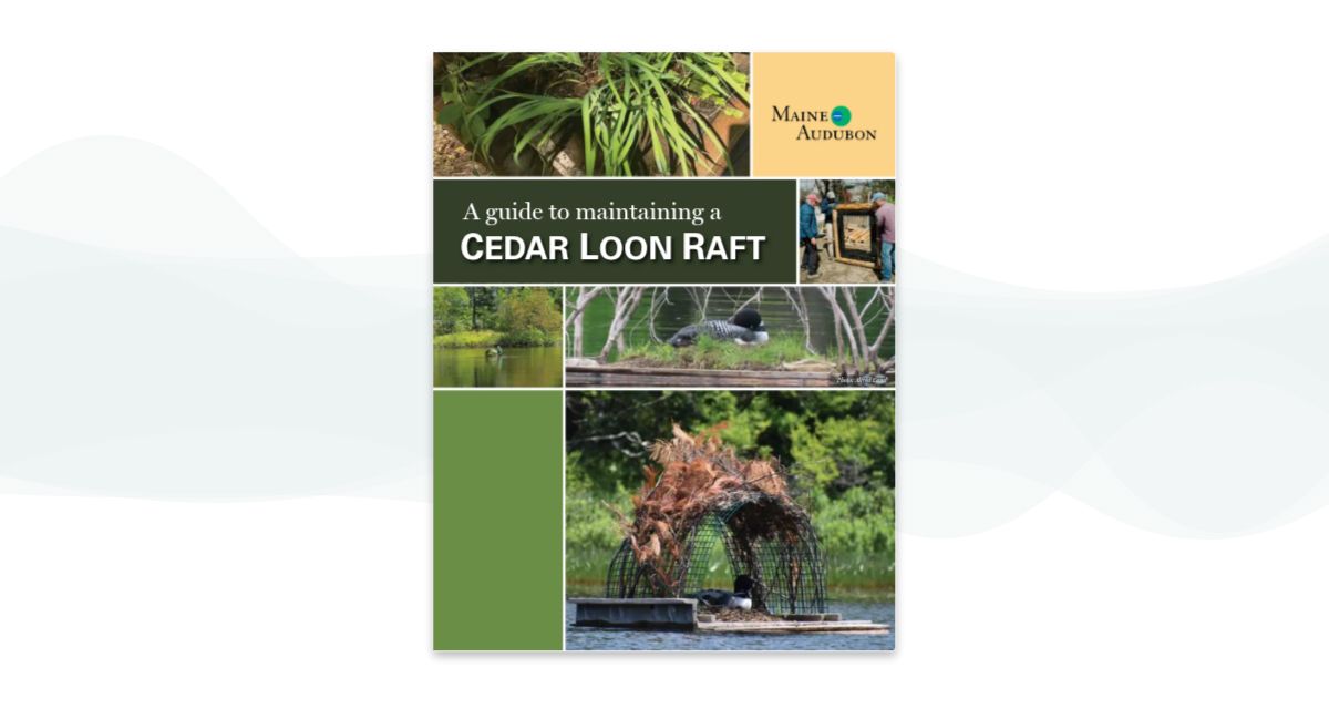 CEDAR LOON RAFT GUIDE